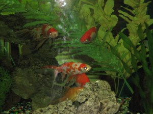 IMG_3419 I haven't been shopping for any new shoes...