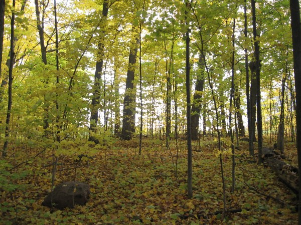 I drew a map of Canada...