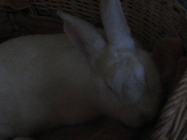 A girl found a bird and that's how she knew...